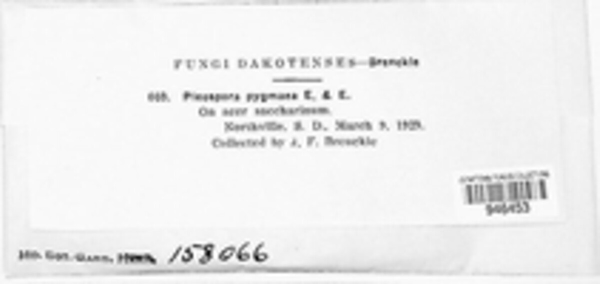 Pleospora pygmaea image